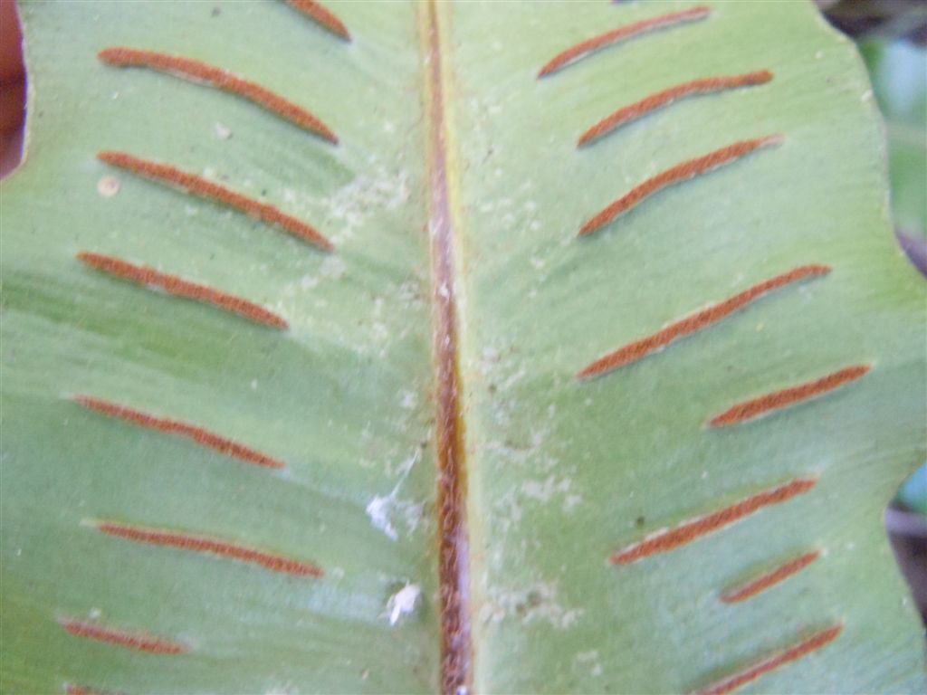 Phyllitis scolopendrium